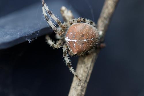 Araneus pallidus